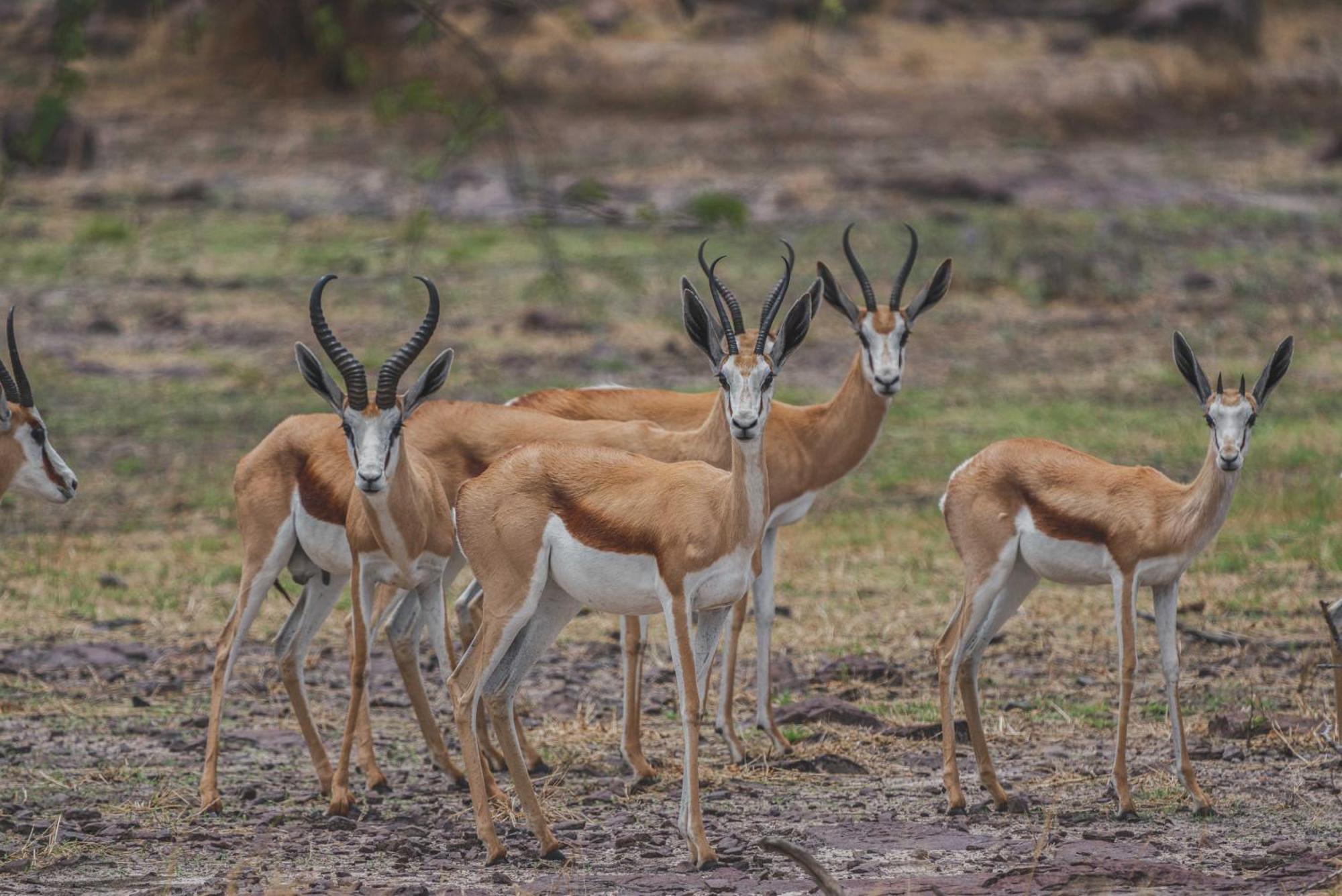 Grassland Safari Lodge Ghanzi المظهر الخارجي الصورة