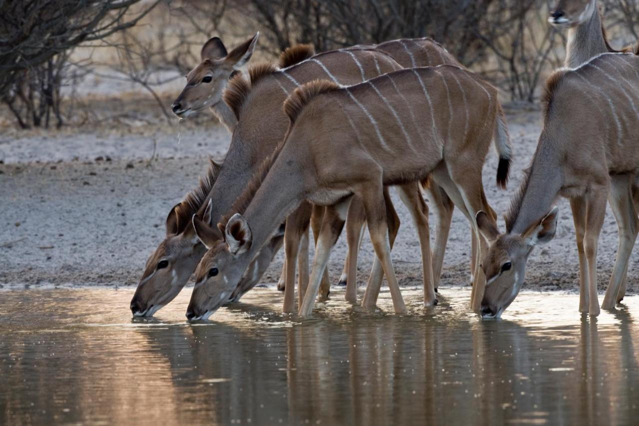 Grassland Safari Lodge Ghanzi المظهر الخارجي الصورة