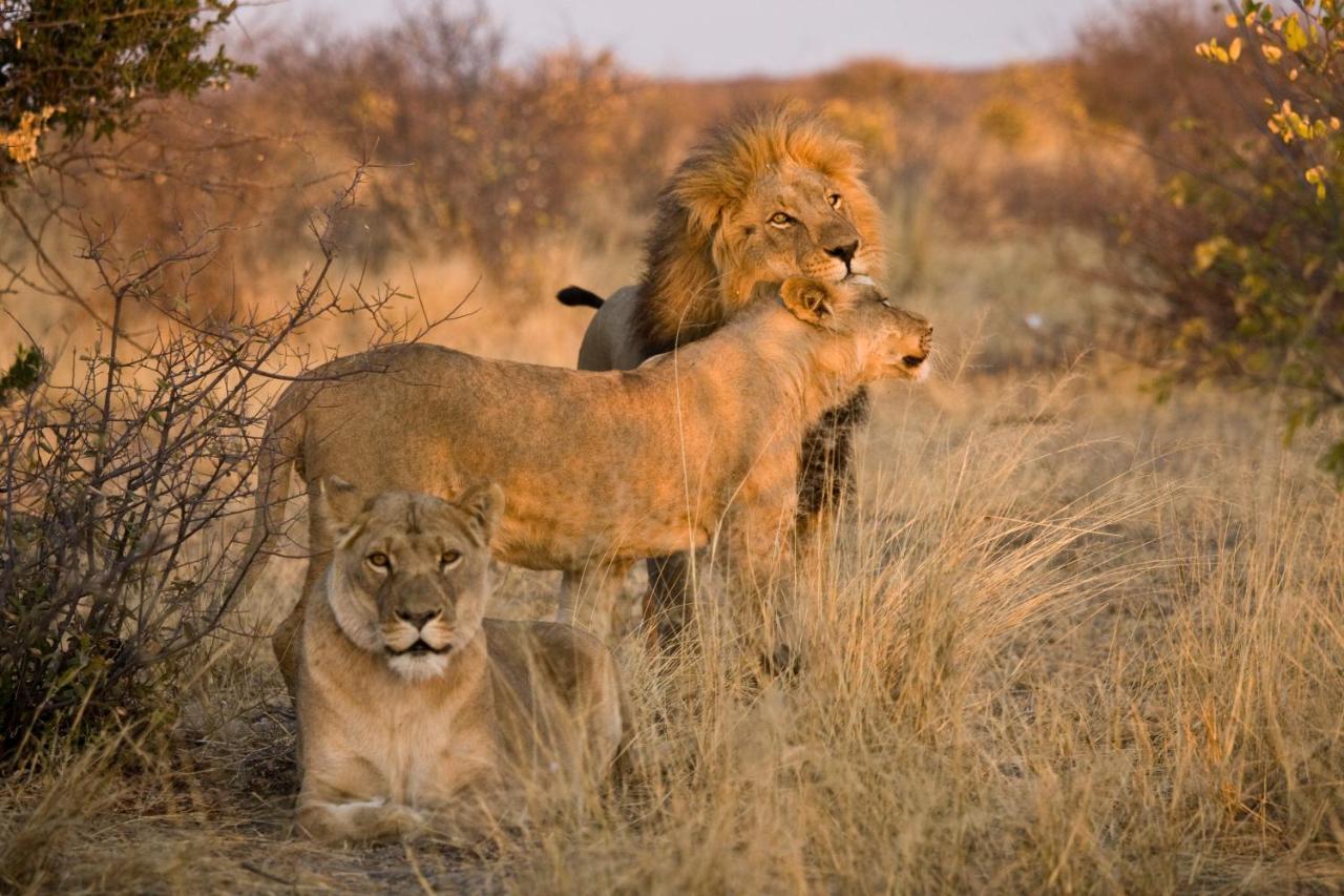 Grassland Safari Lodge Ghanzi المظهر الخارجي الصورة